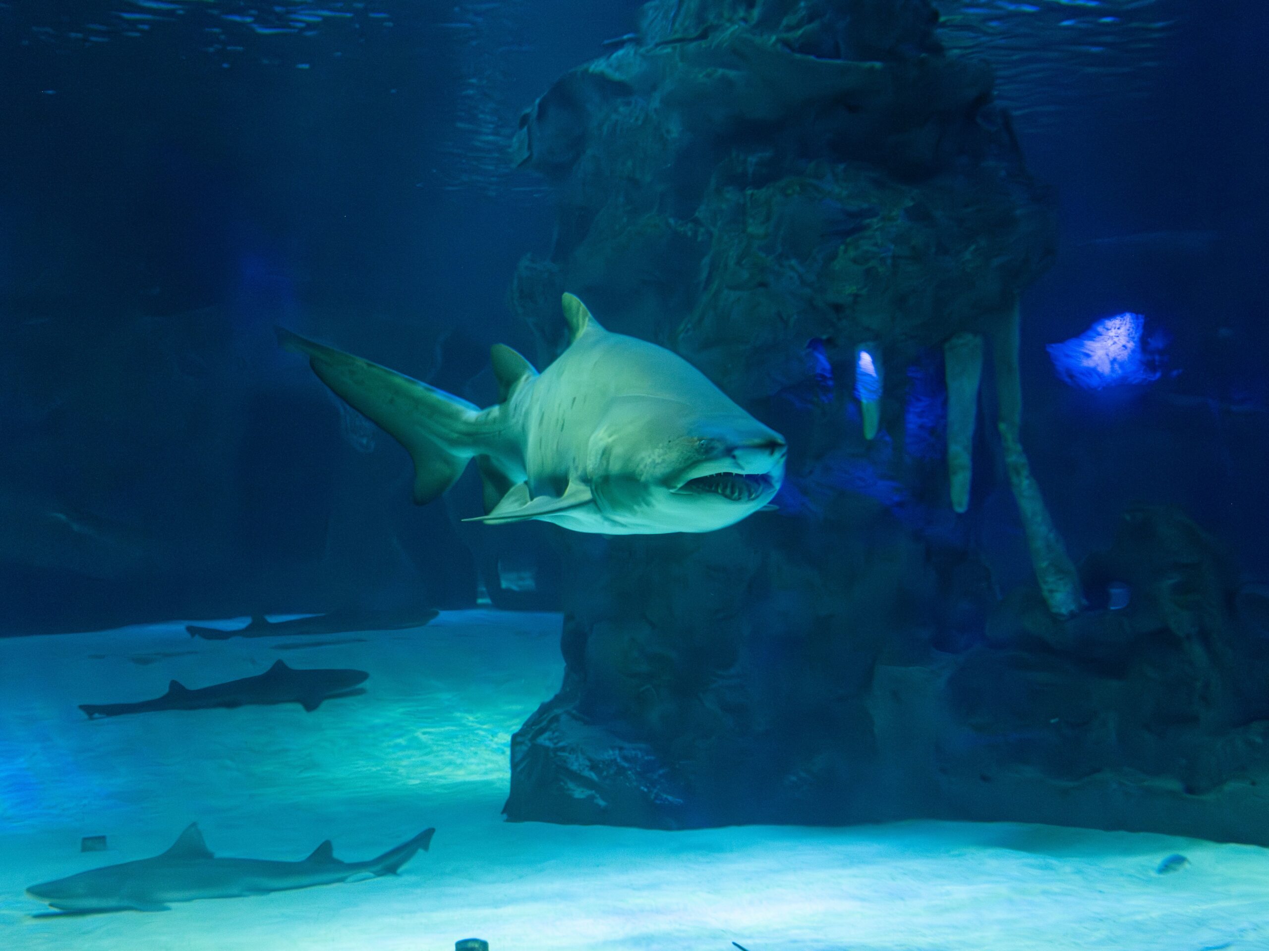 Palma Aquarium